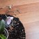 Deska barlinecka merbau − podłoga bez kompromisów